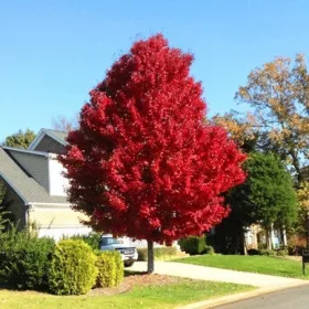    Разсад клонове в 2-3 литров съд 140-150 см