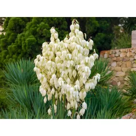    Градинска юка CAROLIŃSKA вечнозелени КРАСИВИ цветя