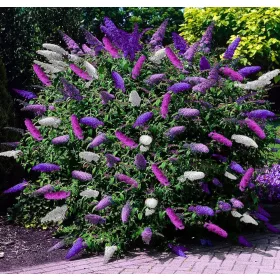  НОВО, BUDDLEY 4 ЦВЯТА, 4 СЕЕНА ХИТ!