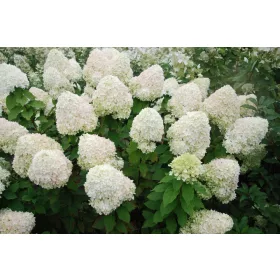    Бели, пъстри, розови, жълти хортензии, разсад в съд 2-3л, 10-100 см.