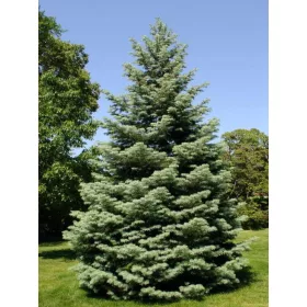    Калифорнийска ела 3 годишна 20/30 см опаковка 50 бр.