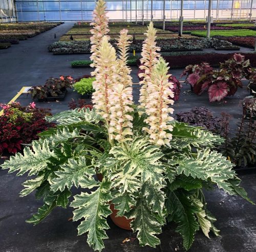  ACANTHUS WHITEWATER ~ ОРИЕНТАЛСКИ ВИД ~ ACANTHUS