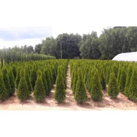    ТУЯ ТУЯ ИЗУМРУД 150см+ ВЪЗМОЖЕН ТРАНСПОРТ