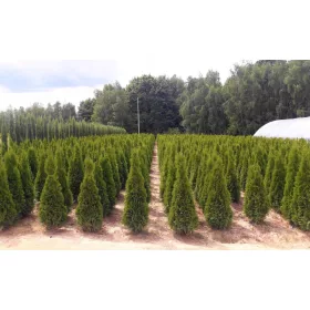    ТУЯ ТУЯ ИЗУМРУД 160-180см ТРАНСПОРТ 100 бр