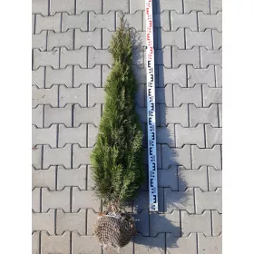    ТУЯ ТУЯ ИЗУМРУД 120-140см ВЪЗМОЖЕН ТРАНСПОРТ