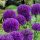  Декоративен чесън Allium Purple Rein 5 бр. ПРОМОЦИЯ