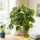  Разсад Philodendron Brasil в съд 0,5-1л