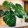  Monstera deliciosa - разсад - ГОЛЕМИ ДУПКИ ЛИСТА - почистване