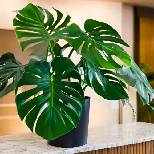  Monstera deliciosa - разсад - ГОЛЕМИ ДУПКИ ЛИСТА - почистване