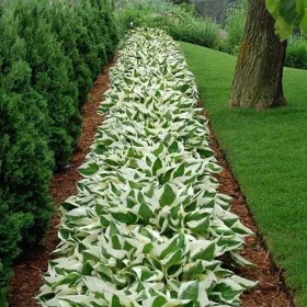  Хоста Функия ~ ПАТРИОТ ~ разсад