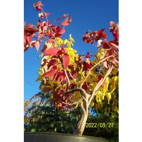    Разсад калина в съд 3-5 литра 70-70 см