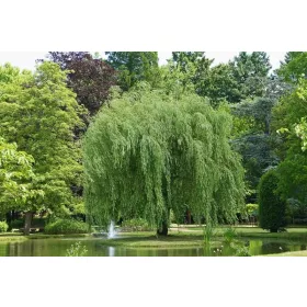    Разсад от върба в съд 3-5 литра 180-200см