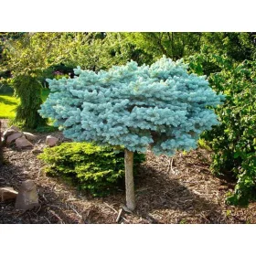    Сребрист смърч GLAUCA GLOBOSA бодливо присаден върху ствола