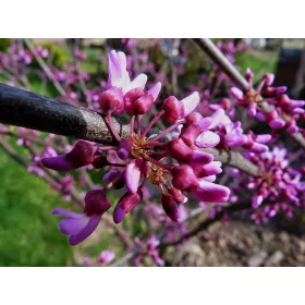  Canadian Judas Man Ruby Atkinson 60-80cm 5L