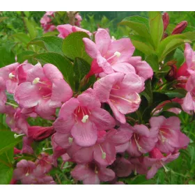    Розови храсти, разсад в съд 1-2л, 60-70 см.