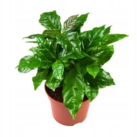    Арабско кафе Coffea Arabica Арабика разсад в саксия P12, зелено растение