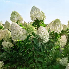    Бели розови хортензии разсад в съд 1-2л 40-60см
