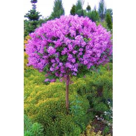    Лилави, розови люляци, разсад в съд 1-2л, 70-80 см.