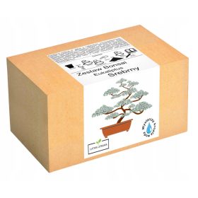    Комплект за отглеждане на бонсай сребърен евкалипт