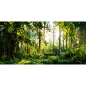   Фототапет ГОРСКИ ДЪРВЕТА СЛЪНЦЕ 294x260 P02 F