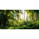 Фототапет ГОРСКИ ДЪРВЕТА СЛЪНЦЕ 294x260 P02 F