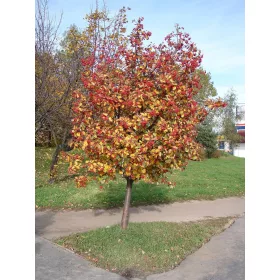    Разсад офика и бяла офика в съд 1-2л 15-25см