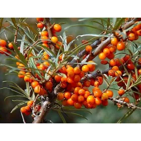 P9 МОРСКА КУКА HIPPOPHAE RHAMNOIDES 20-30 C