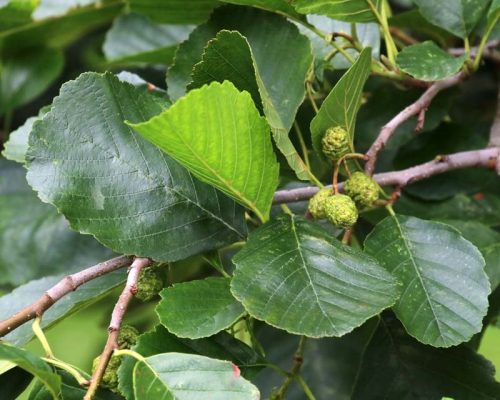  C2 ЕЛША ЧЕРНА ЕЛША ALNUS GLUTINOSA 80-120 СМ.