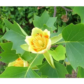    Жълти магнолии и лалета разсад в съд 0,5-1л 10-20см