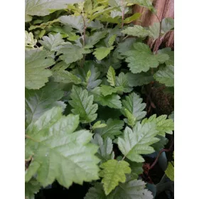    Разсад офика и бяла офика в съд 1-2л 20-30см