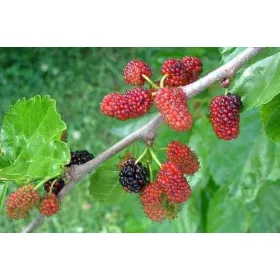  P9 ЛЕЧЕБНА ЧЕРНА ЧЕРНИЦА