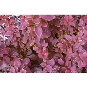    Разсад от берберис в 2-3 литров съд 10-20 см