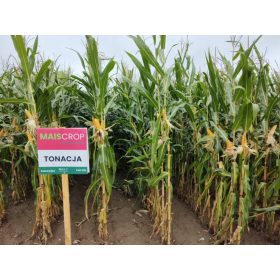   Царевица Тон С1 семена на царевица за силаж