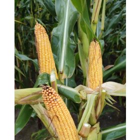   Космал ФАО 260 царевични семена за силаж