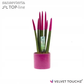    Сансевиерия VELVET TOUCHZ PINK + САКСИЯ 33СМ