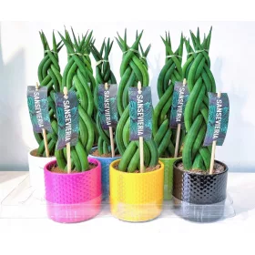    Сансевиерия Туист БРИДЖ + САКСИЯ 30СМ