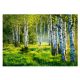 Фототапет БРЕЗА ГОРА 3D Брези 312x219