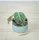  Philodendron melanochrysum baby Philodendron Melano