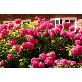    Разсад хортензия в 2-3 литров съд 25-30 см