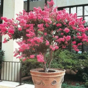    НЯМА ОБЕДНЕ! ПРЕКРАСНА РОЗОВА ЛАГЕРСТРОЕМИЯ