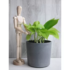    Epipremnum Golden Pothos разсад в 0,5-1 литър контейнер