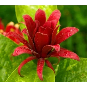    МРАЗОУСТОЙЧИВ Разсад за ароматизирани растения в чаша