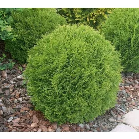    THUJA DANICA THUJA сферична плътна топка топка саксия