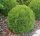  THUJA DANICA THUJA сферична плътна топка топка саксия