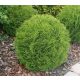  THUJA DANICA THUJA сферична плътна топка топка саксия