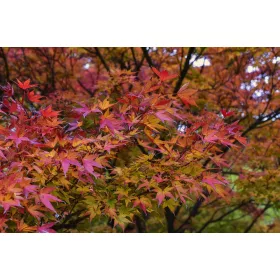    ПАЛМА Клен цветни листа ИЗКЛЮЧИТЕЛНО декоративни