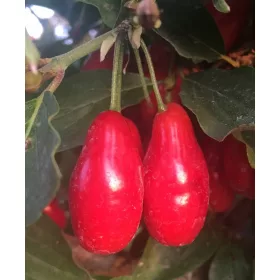    Ядлив дрян Wydubieckij SEEDINGMENT саксия присаден