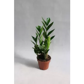  ZAMIOCULCAS (ZAMIOCULCAS) МНОГО ХУБАВО