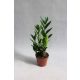  ZAMIOCULCAS (ZAMIOCULCAS) МНОГО ХУБАВО