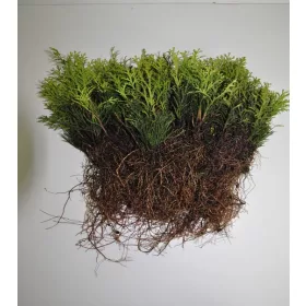    ТУЯ СМАРАГД ТУИЯ РАЗСЪДИ 300бр ЖИВ ПЛЕТ